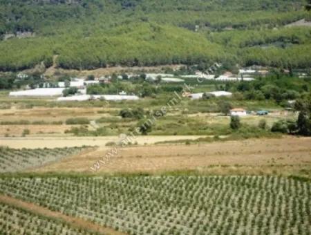 Dalaman Merkez Kargınkürü Köyünde Satılık Müstakil Tapulu Tarla.11000 M2.